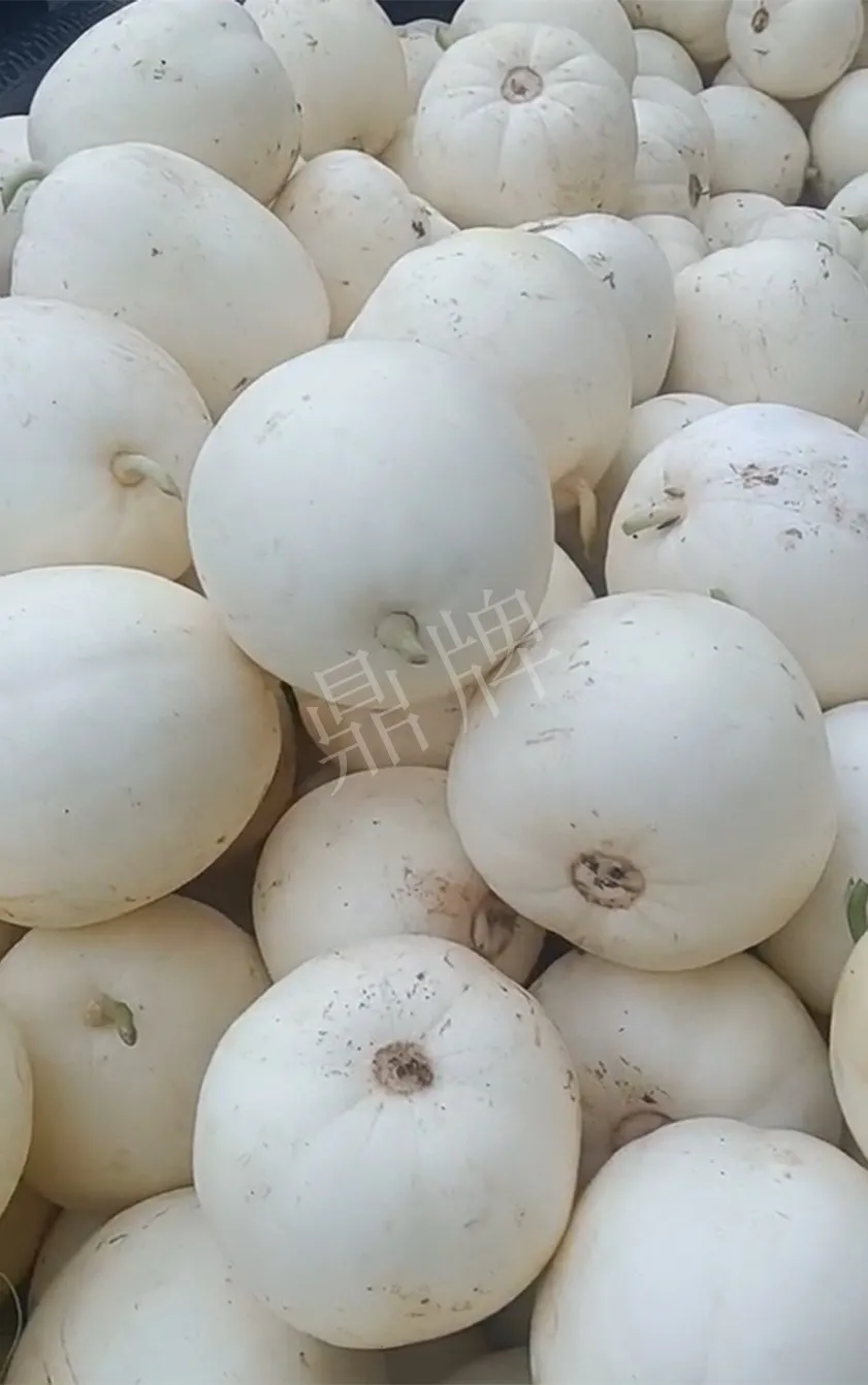 河南焦作的李向林今年種植甜瓜新品種，客戶直接拉貨走人