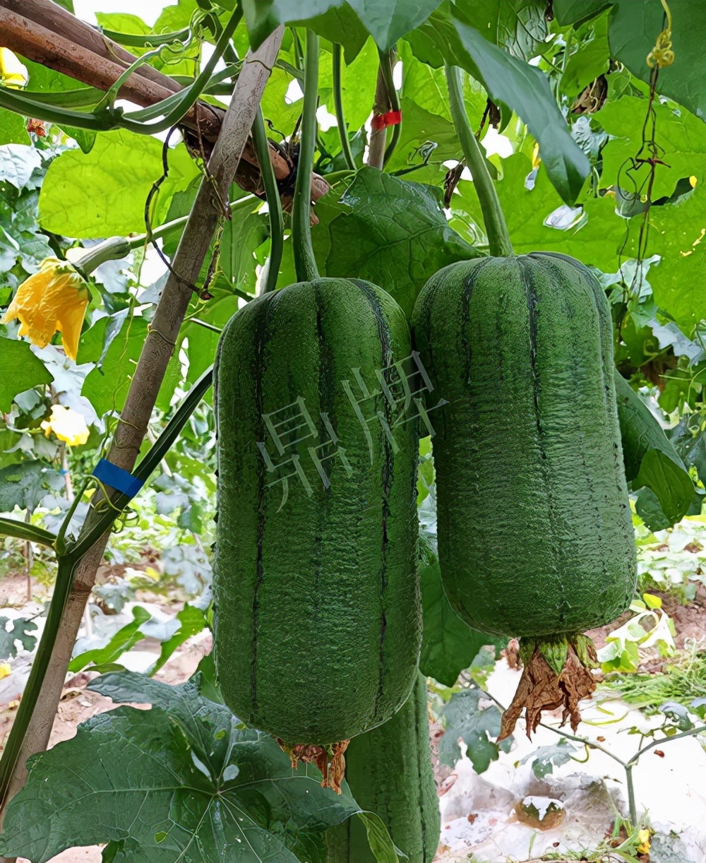 臺(tái)州的曾方明試種新品種，畝收入超過(guò)6萬(wàn)元