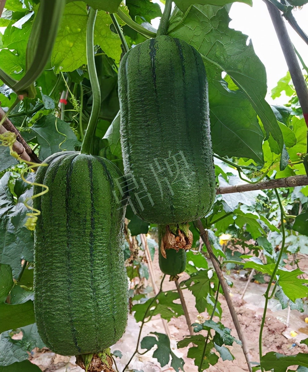 臺(tái)州的曾方明試種新品種，畝收入超過(guò)6萬(wàn)元