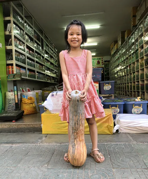 四川農(nóng)戶今年種“健美蜜本”南瓜產(chǎn)量高，品質(zhì)好，感覺巴適得很