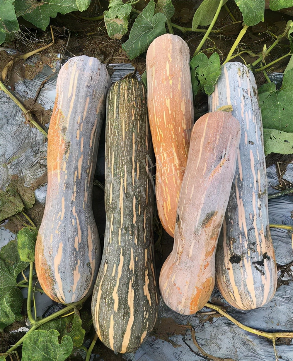 四川農(nóng)戶今年種“健美蜜本”南瓜產(chǎn)量高，品質(zhì)好，感覺巴適得很