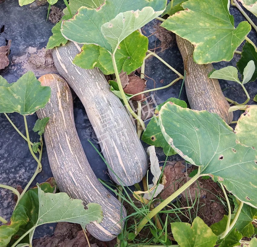 岳陽王大年打工多年，選擇回家種南瓜，今年還增加了50畝地