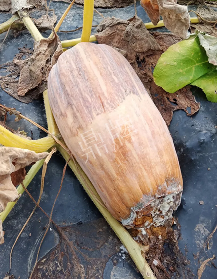 岳陽王大年打工多年，選擇回家種南瓜，今年還增加了50畝地