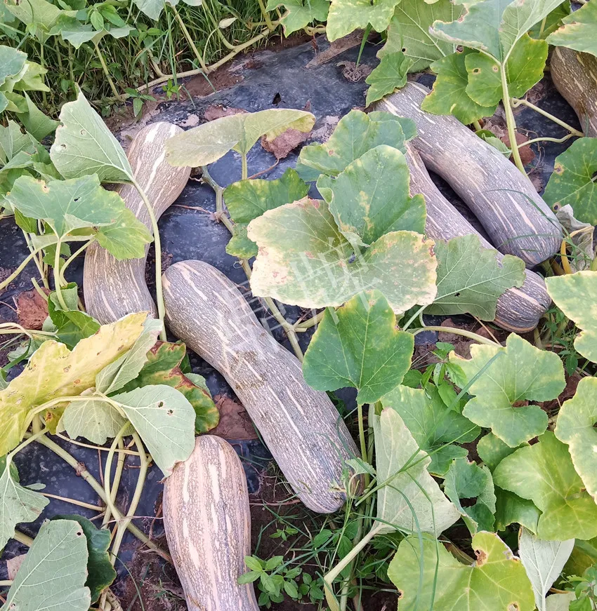 岳陽王大年打工多年，選擇回家種南瓜，今年還增加了50畝地