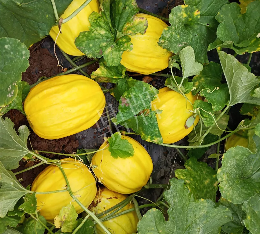 婁底瓜農(nóng)純賺50萬，我這個(gè)“張大膽”榮光了一把