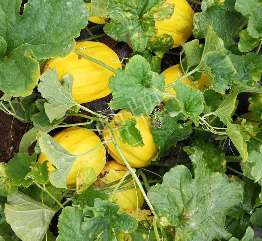 婁底瓜農(nóng)純賺50萬，我這個(gè)“張大膽”榮光了一把