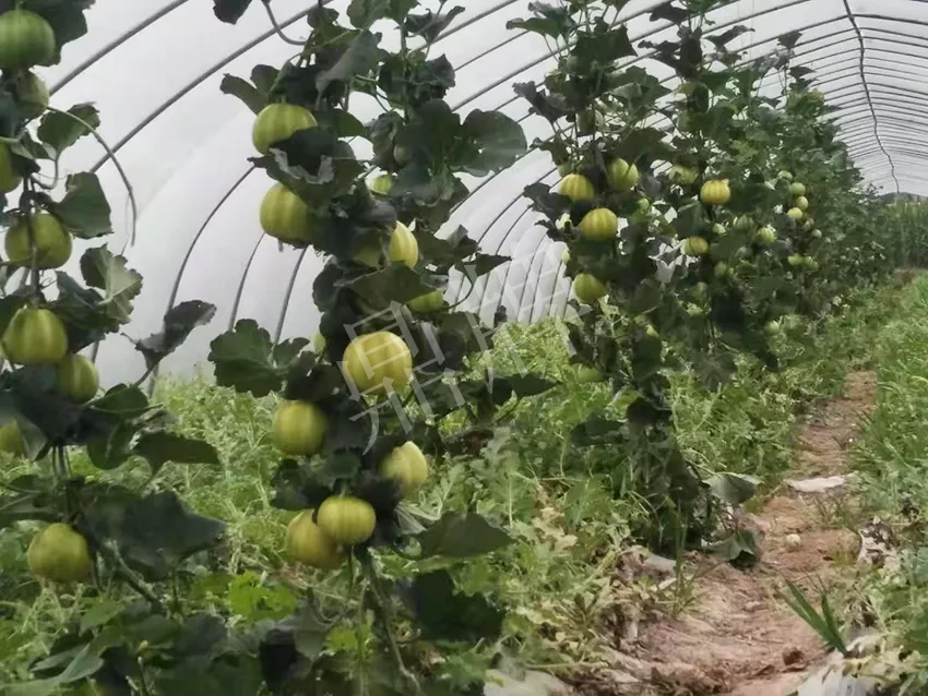 一株坐果15個(gè)，6元1斤，好賣(mài)得很