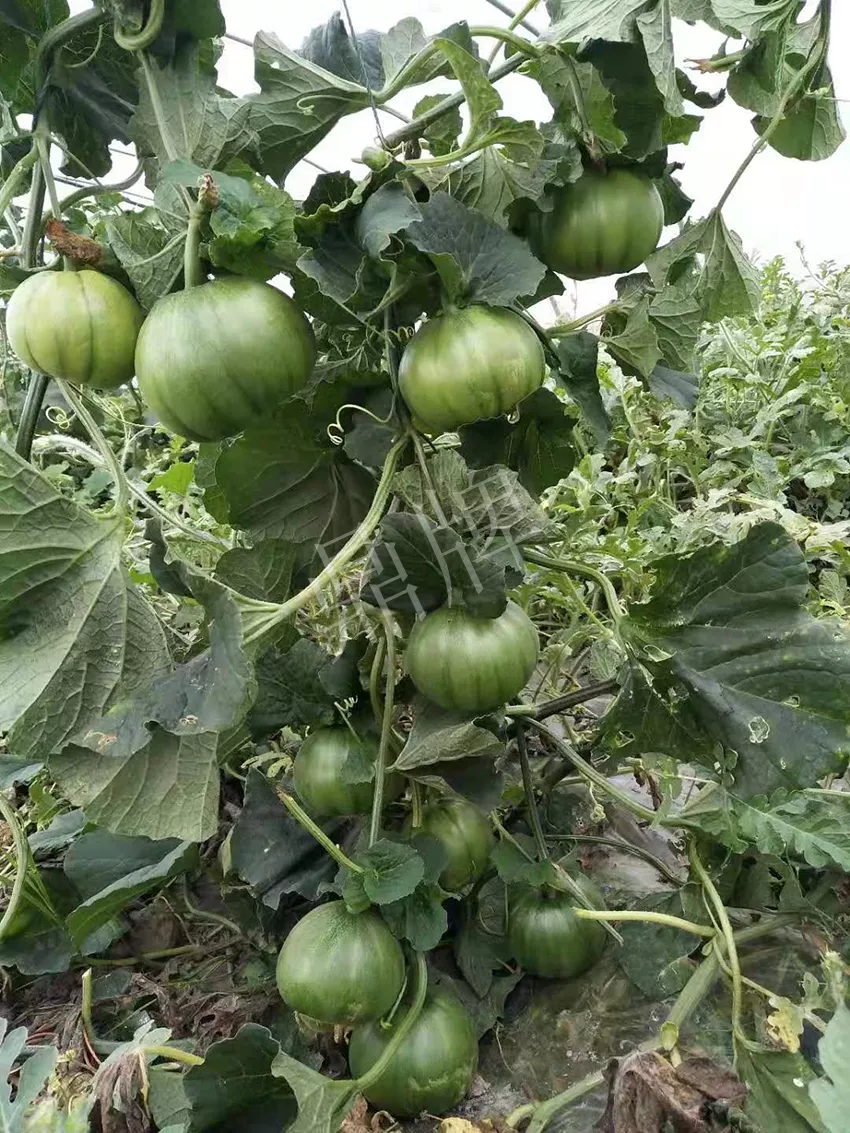 一株坐果15個(gè)，6元1斤，好賣(mài)得很