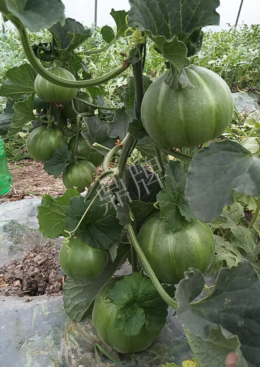 一株坐果15個(gè)，6元1斤，好賣(mài)得很