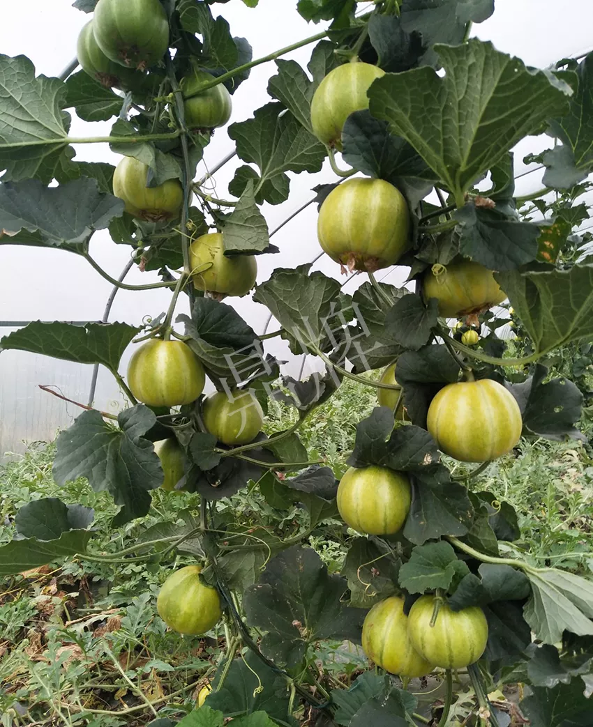 一株坐果15個(gè)，6元1斤，好賣(mài)得很