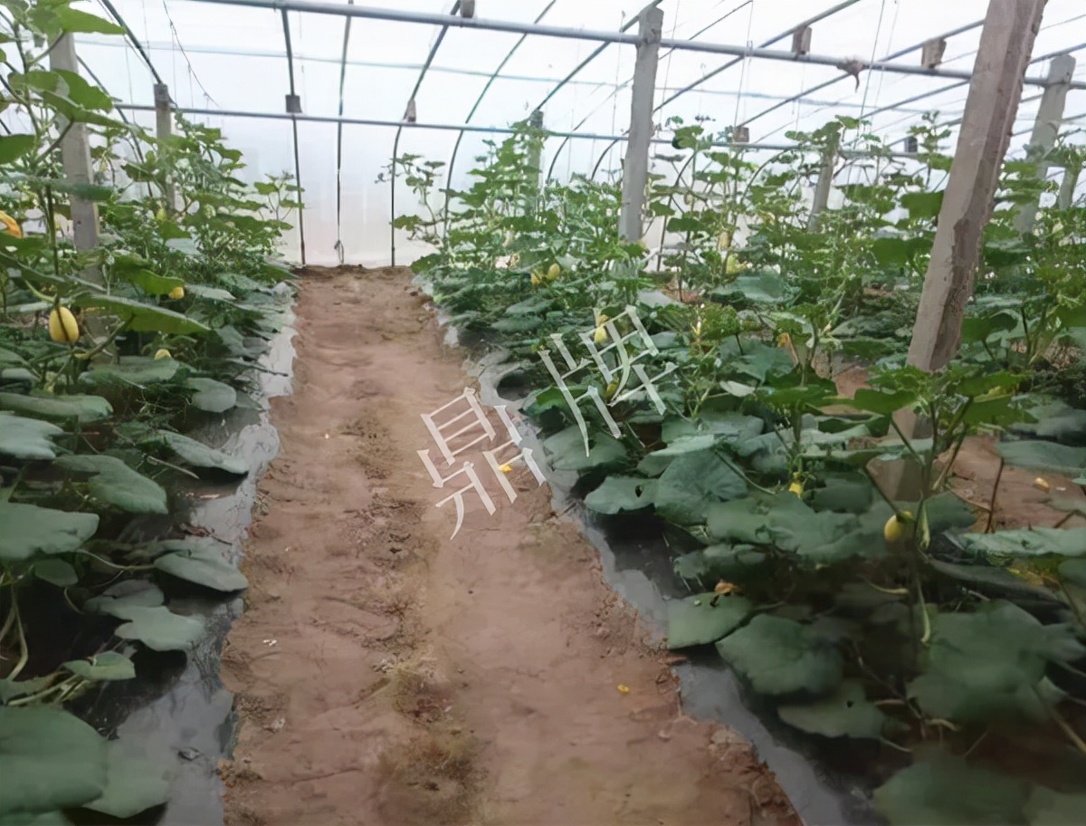 河南3月中旬就上市的“黃金筍瓜”，能買到14元/斤