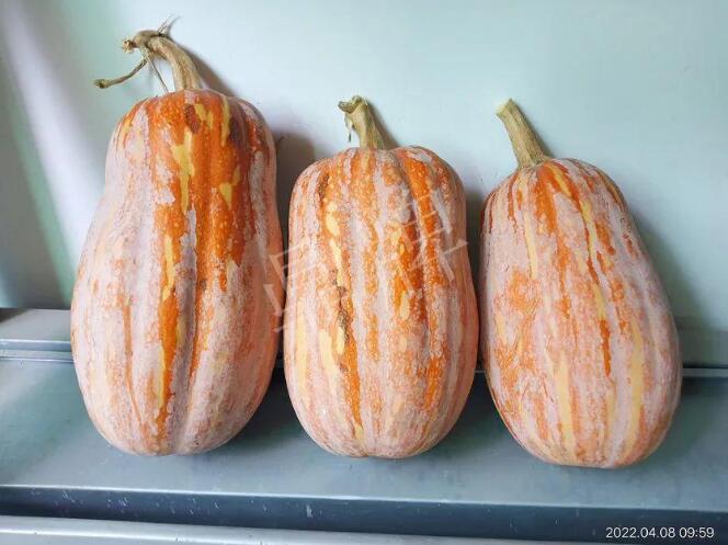 蔬菜種子種植戶(hù)客戶(hù)點(diǎn)評(píng)-去年的南瓜，放到現(xiàn)在還完好！能賣(mài)什么價(jià)？