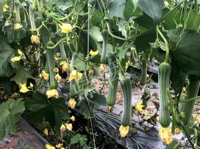 蔬菜種子種植戶客戶點(diǎn)評(píng)-這個(gè)絲瓜品種，找不到競(jìng)爭(zhēng)對(duì)手……