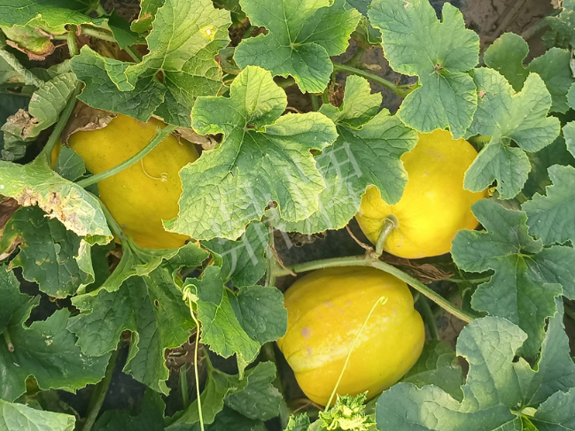 蔬菜種子種植戶客戶點(diǎn)評(píng)-種它！種它！高溫季節(jié)就種它！