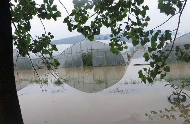 蔬菜種子種植戶客戶點(diǎn)評(píng)-可惜了！我的甜瓜被水淹了，還有救嗎？