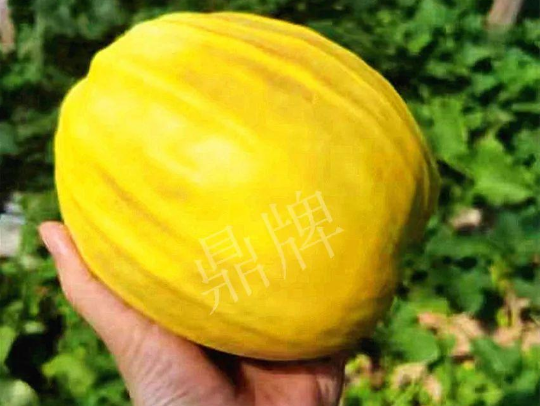 蔬菜種子種植戶客戶點評-我的甜瓜賣20元1市斤，與大家分享…