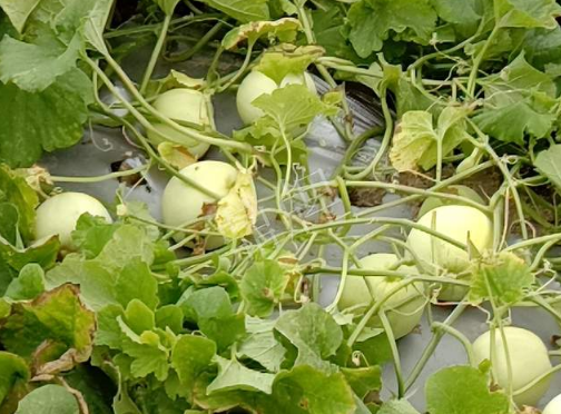 蔬菜種子種植戶客戶點評-種植甜瓜20年，這個品種讓我更省心！