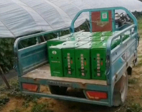 蔬菜種子種植戶客戶點評-很暢銷！團購6元一斤，這瓜夠香、夠甜、夠得勁兒！