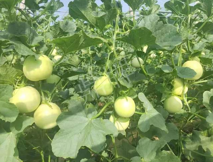 蔬菜種子種植戶客戶點(diǎn)評(píng)-種植這個(gè)新品種，我感到非常滿意！