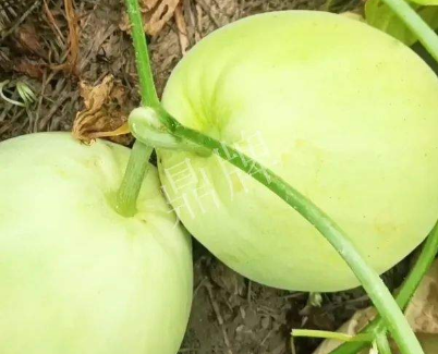 蔬菜種子種植戶客戶點(diǎn)評(píng)-我終于找到滿意的甜瓜品種了！