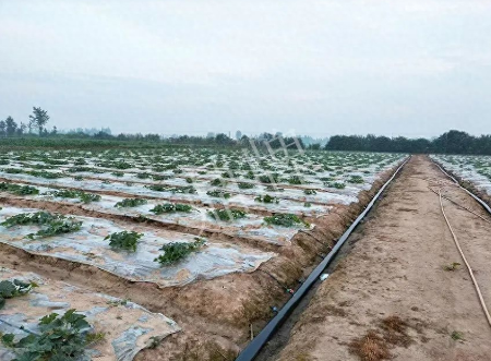 蔬菜種子種植戶客戶點(diǎn)評(píng)-80后大廚回鄉(xiāng)種甜瓜，第一年就賺15萬！