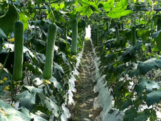 蔬菜種子種植戶客戶點(diǎn)評(píng)-高手在民間，浙江蒼南的絲瓜在下半年至春節(jié)，都有大量上市！