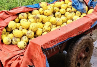 蔬菜種子種植戶客戶點(diǎn)評(píng)-持續(xù)暴雨天氣，這個(gè)品種幫我們渡過了難關(guān)，收入還滿意！