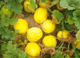 蔬菜種子種植戶客戶點(diǎn)評(píng)-瓜農(nóng)說：“還得是這個(gè)品種?。　?，什么品種讓種植戶如此感慨？