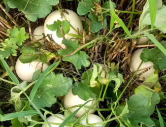 蔬菜種子種植戶客戶點(diǎn)評(píng)-一個(gè)會(huì)寫詩的農(nóng)民，把甜瓜種在草叢中，結(jié)果怎樣？