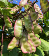 蔬菜種子種植戶客戶點(diǎn)評(píng)-價(jià)格好得讓種植者笑咪咪的，這個(gè)神奇的品種在霜降后還是串串結(jié)莢！