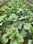 蔬菜種子種植戶客戶點(diǎn)評(píng)-第一次種植這種菜，現(xiàn)在可以上市了，大家?guī)臀医ㄗh一下，能賣個(gè)什么價(jià)格？