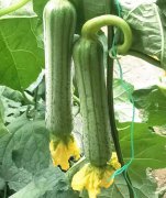 蔬菜種子種植戶客戶點(diǎn)評(píng)-這瓜，太美了！太美了！但我這個(gè)老菜農(nóng)……唉！