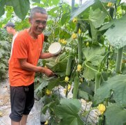 蔬菜種子種植戶客戶點(diǎn)評(píng)-干農(nóng)業(yè)，有喜悅嗎？有的，請(qǐng)看！