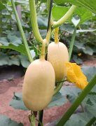 蔬菜種子種植戶客戶點評-瓜菜價格不好，太卷了！看一位種植大戶穩(wěn)穩(wěn)賺錢的經(jīng)驗…