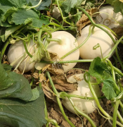 蔬菜種子種植戶客戶點評-我種植的這個品種，稱得上“白馬王子”，與大家分享！