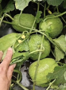 蔬菜種子種植戶客戶點評-瓜商喜歡、消費者喜歡，這個品種就好銷售！